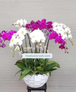 Chậu lan hồ điệp 5 cành tím, 5 cành trắng - HD113