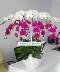 Chậu lan hồ điệp 5 cành tím, 5 cành trắng - HD114