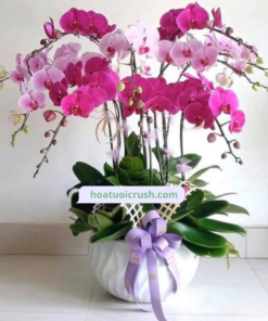 Chậu lan 5 cành tím, 5 cành hồng - HD115