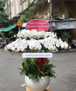 Chậu lan hồ điệp trăng 10 cành - HD116