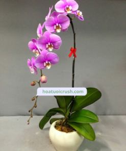 Chậu lan hồ điệp hồng 1 cành - HD117